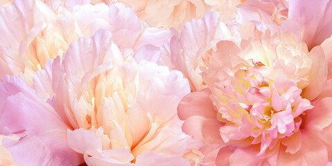 Floral spring background.  Peonies flowers and petals flowers. Close-up.  Greeting card.  Nature.
