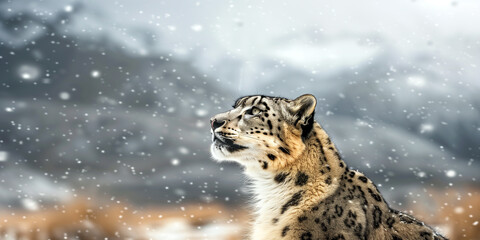 Snow Leopard in the Snow - obrazy, fototapety, plakaty