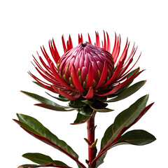 Obraz premium Protea image isolated on a transparent background PNG photo