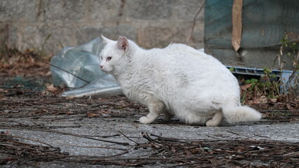 のらねこ