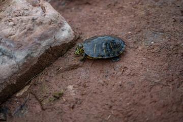 Adorable Red Eared Slider Crawling on Dirt Pond Utah