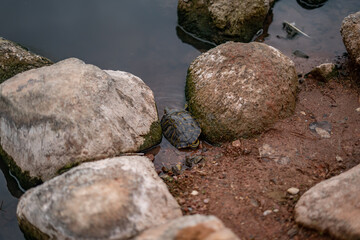 Little Pond Turtle Running To Water