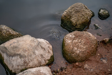 Little Pond Turtle Running To Water