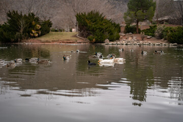 Bunch of Ducks on Crowded Duck Pond Cute Swimming Stone Riverbed
