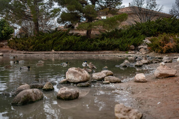 Naklejka na ściany i meble Bunch of Ducks on Crowded Duck Pond Cute Swimming Stone Riverbed