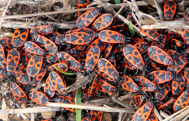 A group of Pyrrhocoris apterus insects on the ground during mating