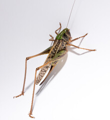 Wart-biter (Decticus verrucivorus) is a bush-cricket in the family Tettigoniidae.  Grasshopper close-up. A female insect on a white background.