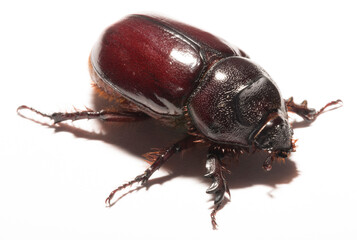 European rhinoceros beetle (Oryctes nasicornis) is a large flying beetle belonging to the subfamily Dynastinae. Imago, a female insect.