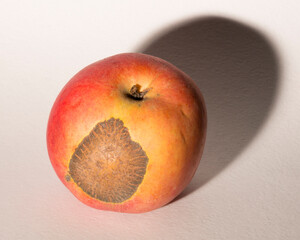 Venturia inaequalis is an ascomycete fungus that causes the apple scab disease.