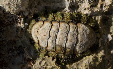 Acanthopleura haddoni, tropical species of chiton. The fauna of the Red Sea. A marine molluscs on a rock.