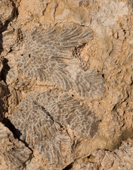Fossil corals of the Red Sea. Ancient creatures, turned into stone. Reef corals.