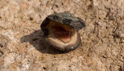 Acanthopleura haddoni, tropical species of chiton. The fauna of the Red Sea. A marine molluscs on a...