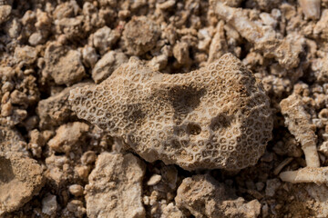 Fossil corals of the Red Sea. Ancient creatures, turned into stone. Reef corals.