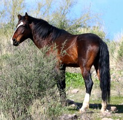 Wild Stallion in the Desert