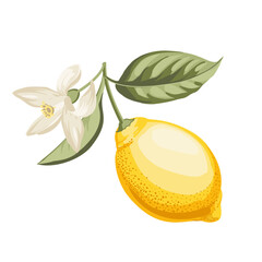 Lemons branch on white background - 744927312
