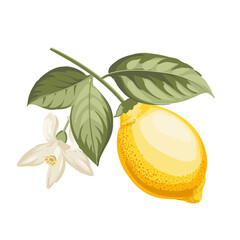 Lemons branch on white background - 744927390