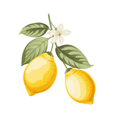 Lemons branch on white background - 744927512