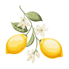 Lemons branch on white background - 744927577