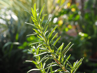 Organic Rosemary Herb with Morning Sunlight. Rosemary leaves Close-up.