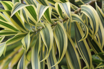 Close up of green and yellow striped leaves on a Song Of India (Dracaena reflexa) plant in a tropical garden