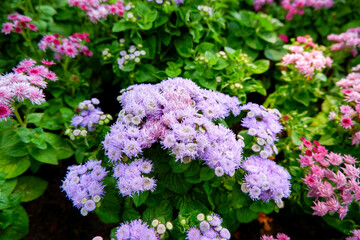 Purple and pink flowers in the garden. Colorful flower background.