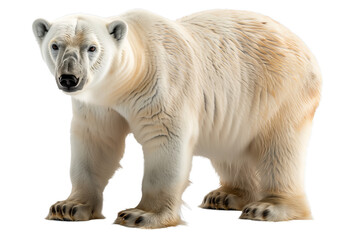 Fototapeta premium White Polar Bear Isolated on a Transparent PNG Background