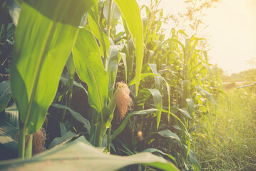 Corn field in the morning .