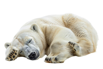 Fototapeta premium White Polar Bear Isolated on a Transparent PNG Background