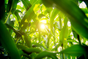 Close up of green corn leaves.Waxy corn field in sunset.