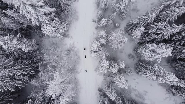 snow winter landscape,  drone shot aerial view nature in the winter and with white snow and forest tree