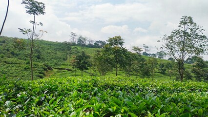 Fototapeta na wymiar beautiful views of green tea plantations under the blue skies