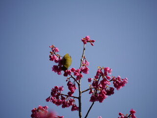 目白（メジロ）と寒緋桜（カンヒザクラ）