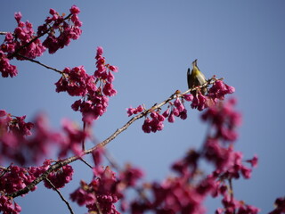 目白（メジロ）と寒緋桜（カンヒザクラ）