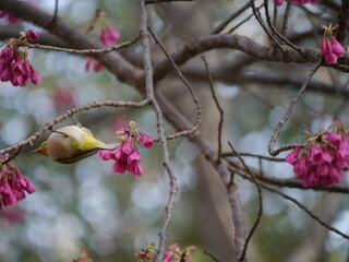 目白（メジロ）と寒緋桜（カンヒザクラ）