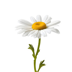 Chamomile. Daisy flower isolated on transparent png background