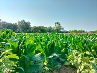 The beauty view of young green tobacco plant fields, tobacco leaf plants growing in tobacco plantation fields in Kendal Regency, Indonesia. Close-up.
