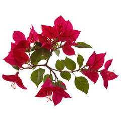 Bougainvillea image isolated on a transparent background PNG photo