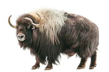 Fototapeten american bison isolated on white © trimiati