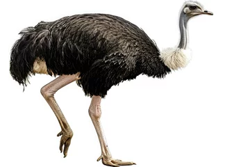 Poster ostrich isolated on white © trimiati
