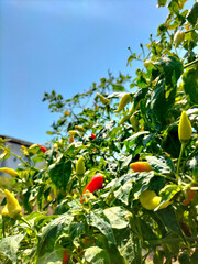 The appearance of dense chilies directly from the tree. Very frash and hot red and yellow paprika...