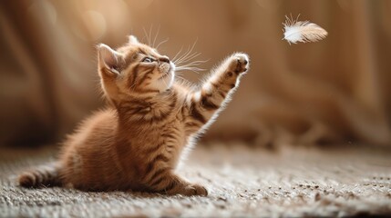 Playful Tabby Kitten Reaching Out for Feather on Warm Background