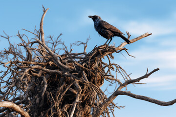 Obraz premium A black crow's nest, located on top of a bare tree, with a blue sky in the background