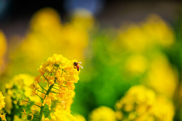 菜の花とミツバチ