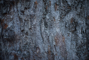 Textura fondo de tronco de madera en el bosque