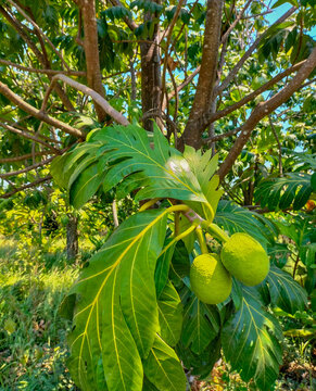 Closeup view of breadfruit or artocarpus altilis hanging from a tree. The breadfruit is not ready to be harvested.
