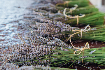 lavender bundles tied with twine after drying for decoration or aromatherapy from an organic...