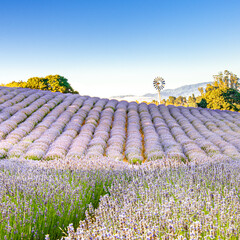 lavender field with a vintage windmill and low mountains in the distance in sonoma county california . High quality photo