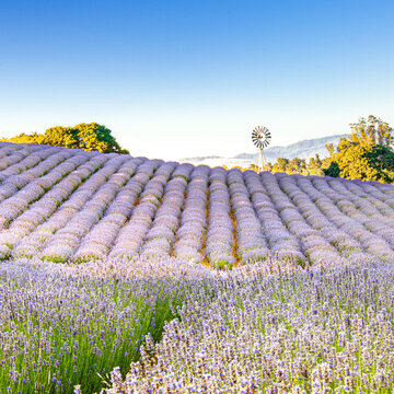 lavender field with a vintage windmill and low mountains in the distance in sonoma county california . High quality photo