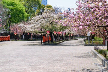 春は桜の通り抜け