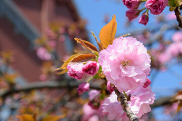 春は桜の通り抜け